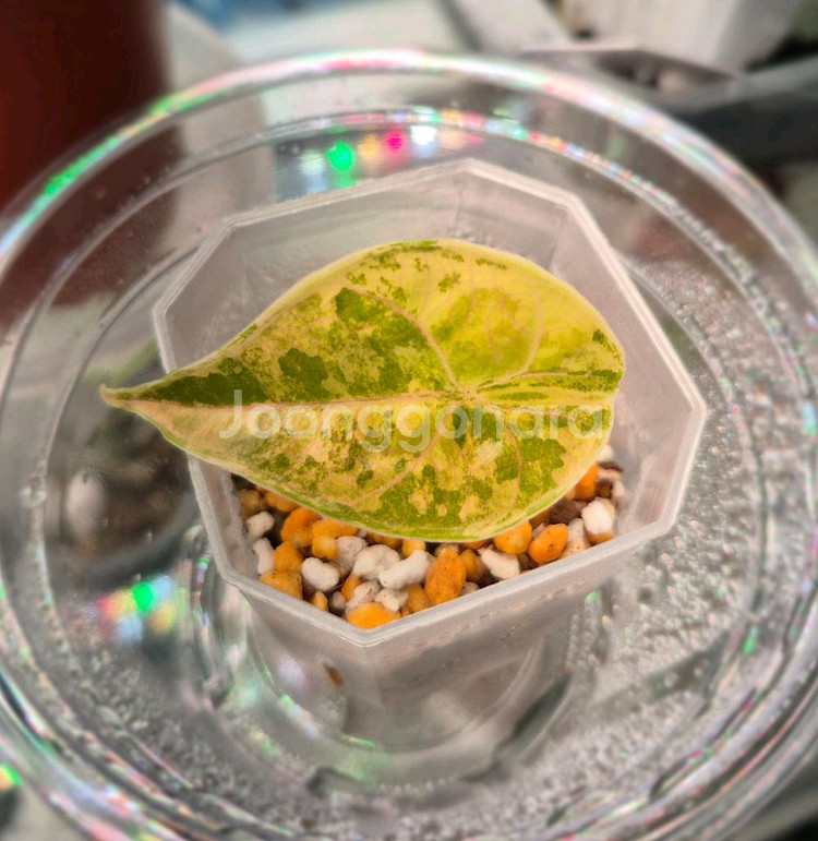 알로카시아 아즈라니 옐로우 바리에가타/모주+자구3개--3