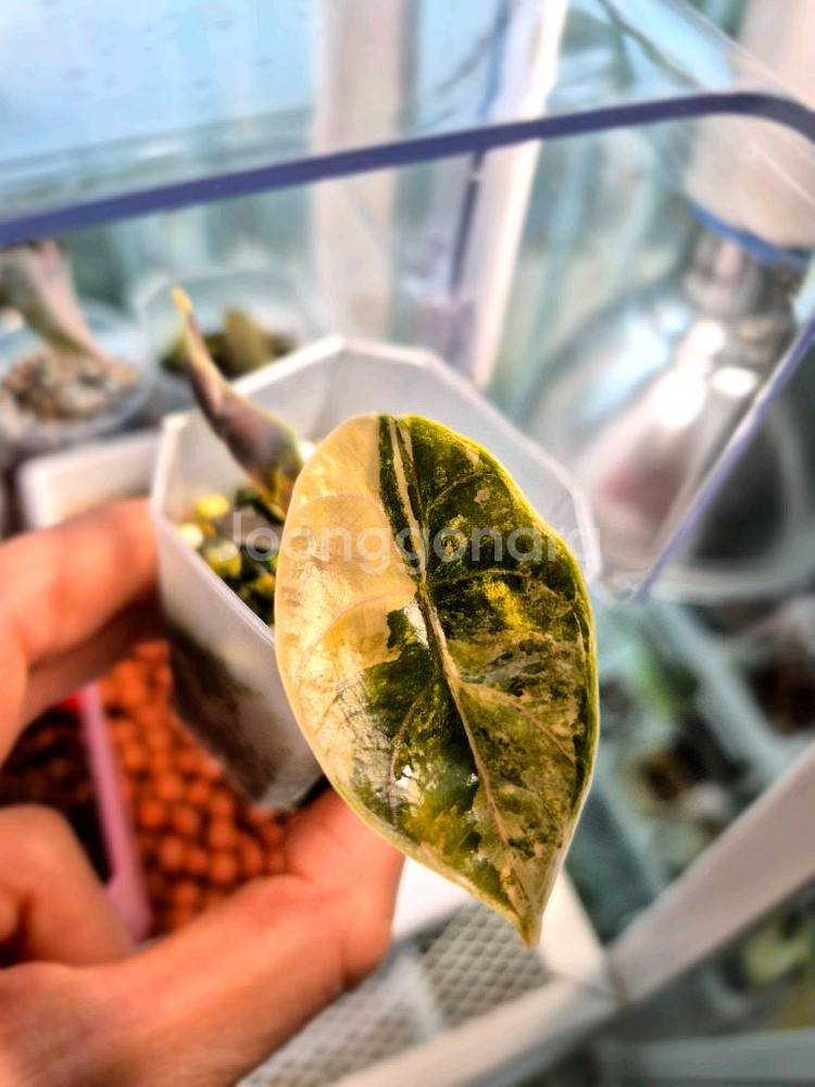 알로카시아 아즈라니 옐로우 바리에가타/모주+자구3개--4