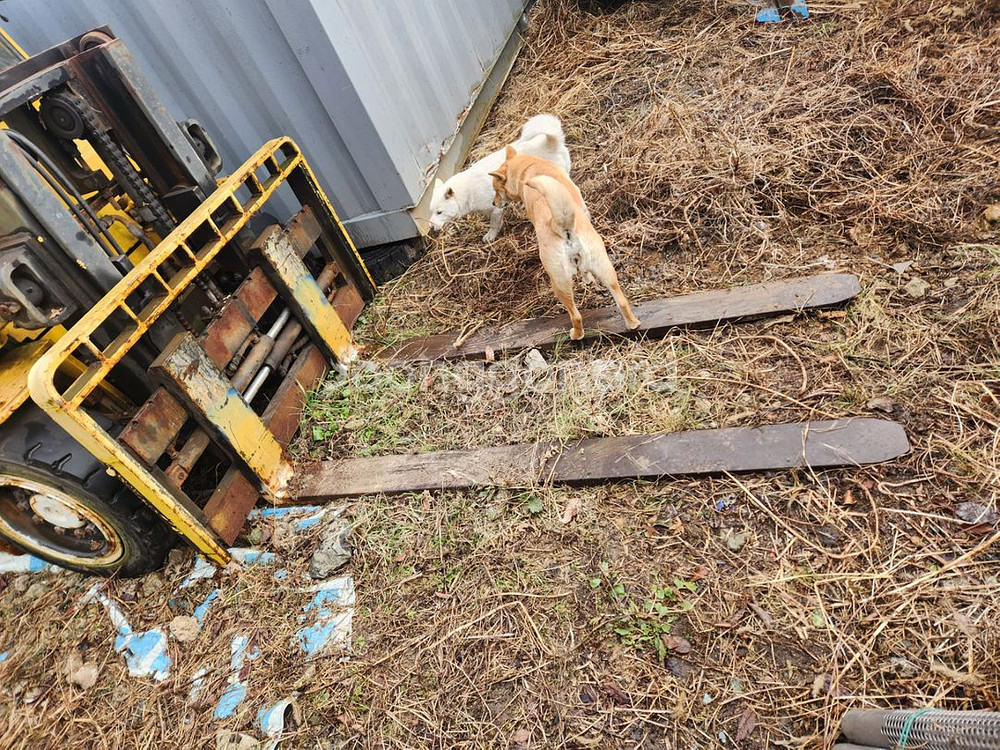 현대 40B 4톤 저상 전동 지게차 4스풀 자동발 수리용--1