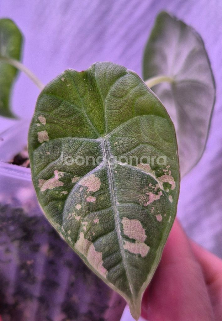 알로카시아 마하라니 바리에가타--1