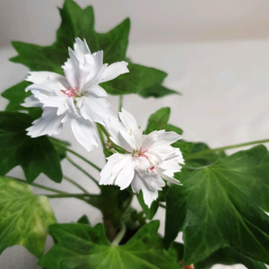 벡티스파이너리 스텔라 제라늄