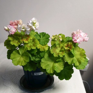 지엘그라시아 (대품) 제라늄