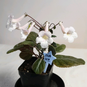 스노우러브 ㅡ 미니신닌기아