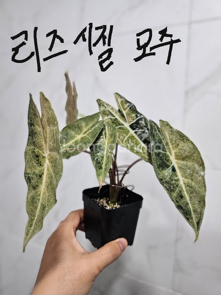 알로카시아 롱기로바 블랙사툰 스타더스트--2