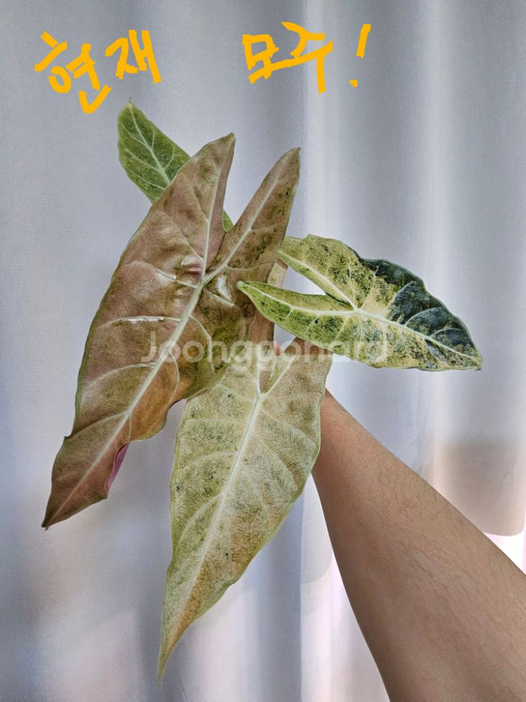 알로카시아 롱기로바 블랙사툰 스타더스트--3