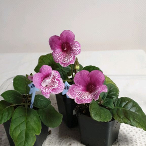 Dxs Flood of time(시광홍류) 미니신닌기아