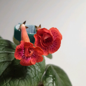 Dxs 댄싱 레인 앤드 오렌지윈드 미니신닌기아