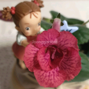 Fall in love(폴 인 러브) 미니신닌기아