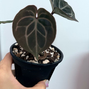 안스리움 킹오스