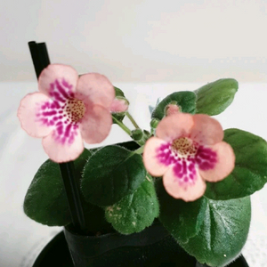 심심 허니피치 ㅡ 미니신닌기아