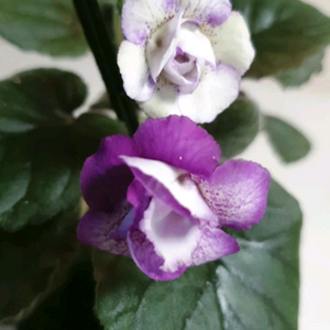 라임앤베리 ㅡ 미니신닌기아