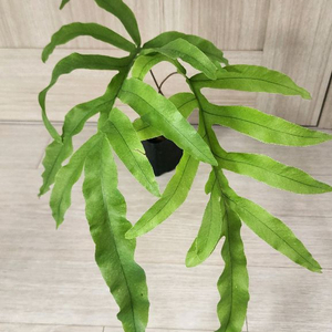 대왕 토끼발 고사리