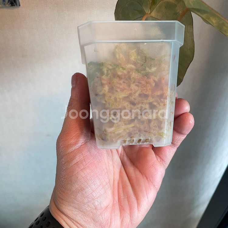 안스리움 바리에가타(2)--4