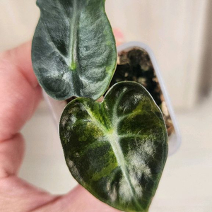 알로카시아 하트벌룬 바리에가타 옐로우