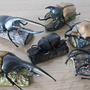 일본에서 산 장수풍뎅이 6마리 세트