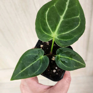 안스리움 매그니피건