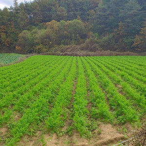 친환경 무농약 가을 당근