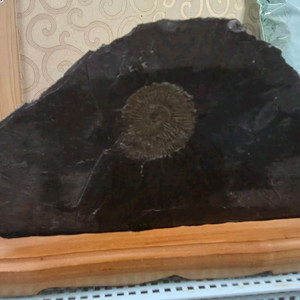 독일 암모나이트화석