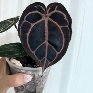 안스리움 레크/미쉘