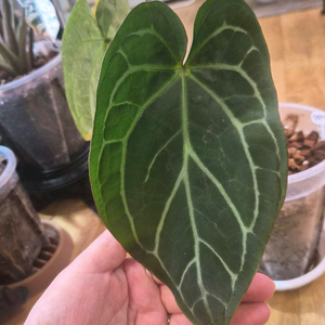 안스리움 닥터블락x파필