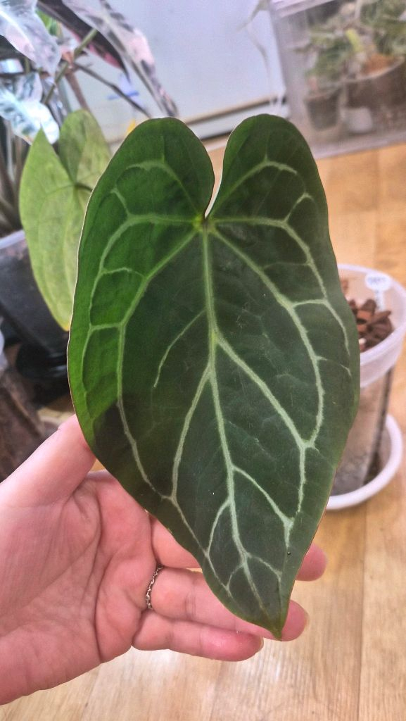 안스리움 닥터블락x파필--1