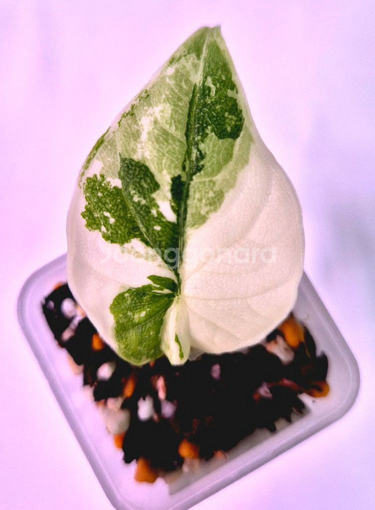 알로카시아 멜로 바리에가타--0