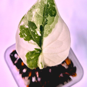 알로카시아 멜로 바리에가타