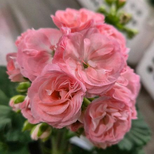 제라늄. ug모험가