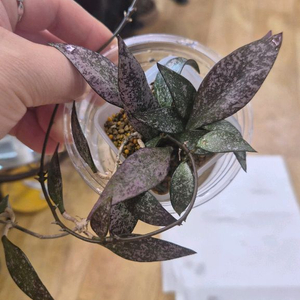 호야 파비플로라스플래쉬