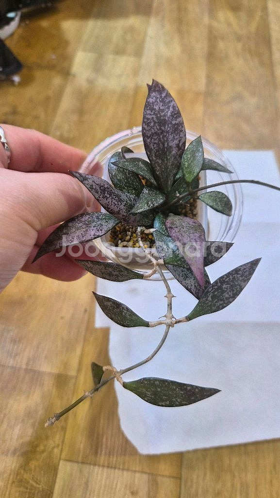 호야 파비플로라스플래쉬--1