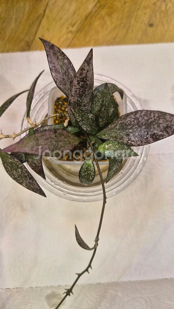 호야 파비플로라스플래쉬--2