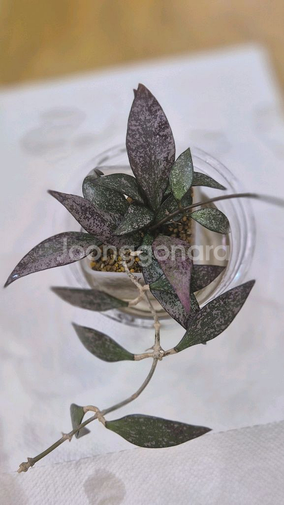 호야 파비플로라스플래쉬--3