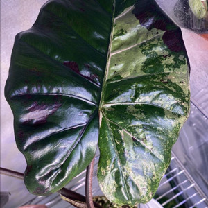 알로카시아 플럼배니그라 바리에가타(안스,호야x)