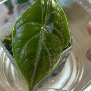 알로카시아 아즈라니 바리에가타(안스,호야x)