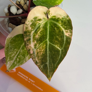 안스리움 선셋 바리에가타