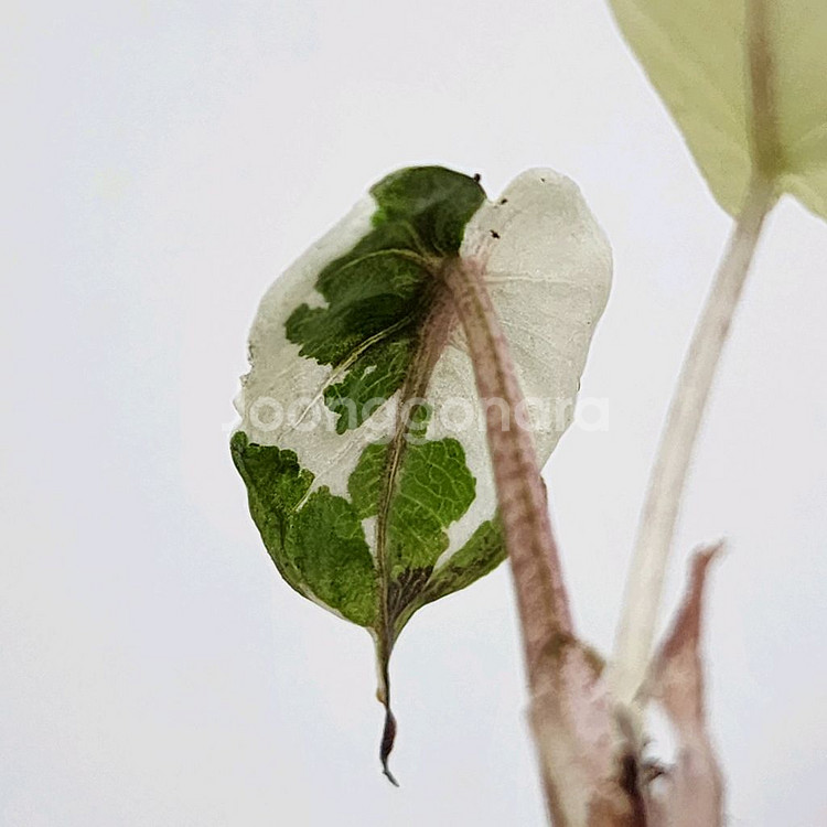 알로카시아 플럼배 니그라 화이트 핑크 바리에가타--0