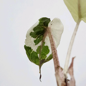 알로카시아 플럼배 니그라 화이트 핑크 바리에가타