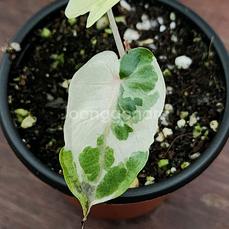 알로카시아 플럼배 니그라 화이트 핑크 바리에가타--1