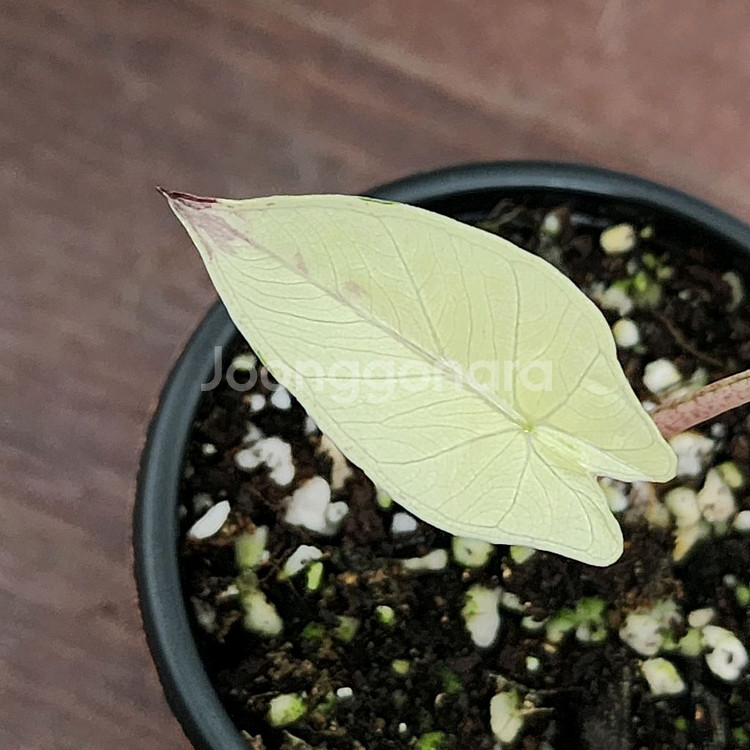 알로카시아 플럼배 니그라 화이트 핑크 바리에가타--3