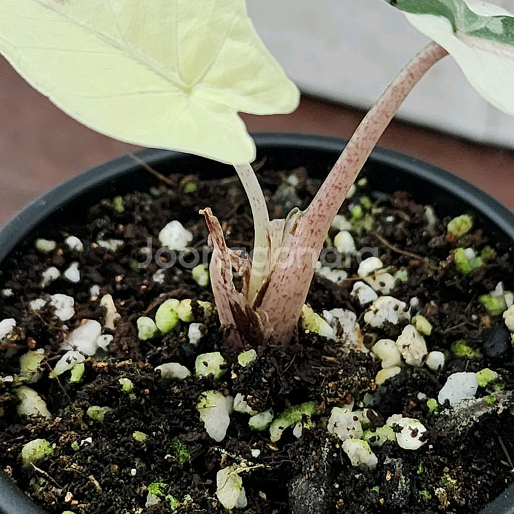 알로카시아 플럼배 니그라 화이트 핑크 바리에가타--4
