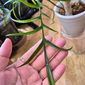 필로덴드로 폴리포디오이데스