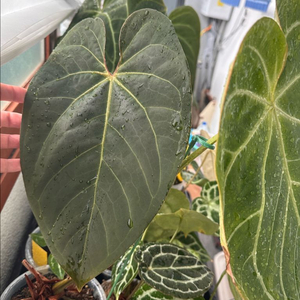 관엽식물 안스리움으로 물물교환 해봅니다