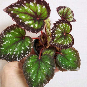 화이어웍스 베고니아.촉나눔안함