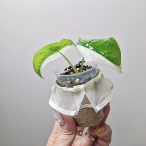 알로카시아 리버사 화이트 바리에가타