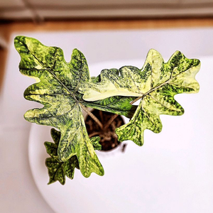 알로카시아 미스틱 스노우화이트 8-14번 분양