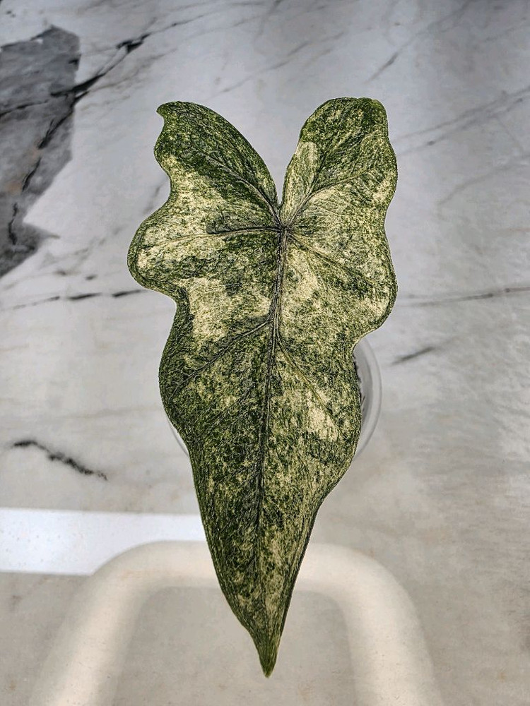 알로카시아 미스틱 스노우화이트 8-14번 분양--4