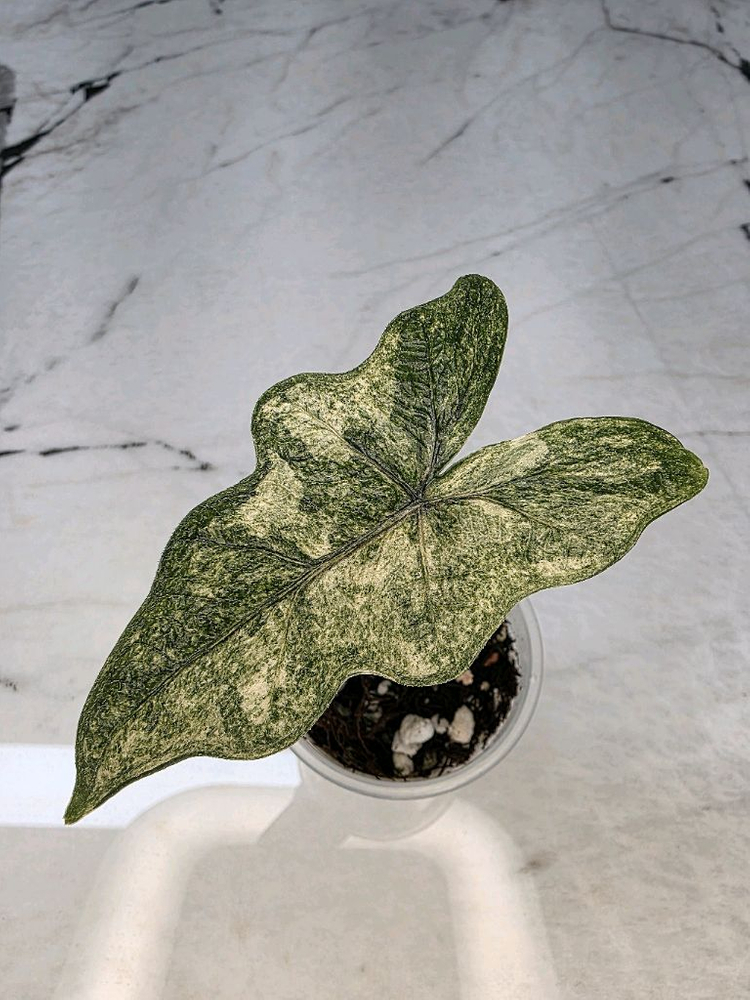 알로카시아 미스틱 스노우화이트 8-14번 분양--5