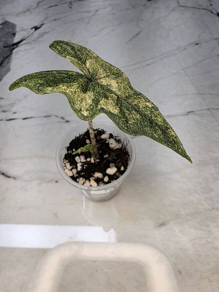 알로카시아 미스틱 스노우화이트 8-14번 분양--6