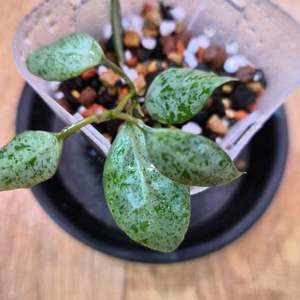 호야 문샤인실버