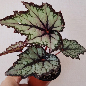 로버트골든 베고니아